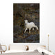 A young bighorn sheep standing among rocks and grass Wall Mural