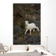 A young bighorn sheep standing among rocks and grass Wall Mural