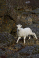 A young bighorn sheep standing among rocks and grass Wall Mural