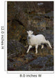 A young bighorn sheep standing among rocks and grass Wall Mural