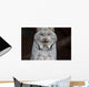 A grey lynx staring at the camera Wall Mural
