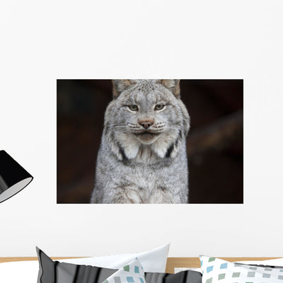 Grey Lynx Staring Camera Wall Mural shown on a wall