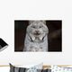A grey lynx staring at the camera Wall Mural