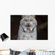A grey lynx staring at the camera Wall Mural
