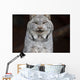 A grey lynx staring at the camera Wall Mural