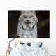 A grey lynx staring at the camera Wall Mural