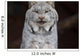 A grey lynx staring at the camera Wall Mural