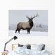 An elk standing in a field of snow with frozen trees in the background Wall Mural