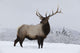 An elk standing in a field of snow with frozen trees in the background Wall Mural