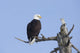 An eagle up on the top of a dead tree against a blue sky Wall Mural