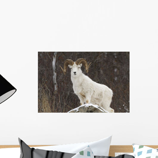 Bighorn Sheep standing on a snowy rock at the edge of a forest Wall Mural