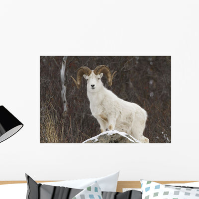 Bighorn Sheep Standing Snowy Wall Mural shown on a wall