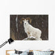 Bighorn Sheep standing on a snowy rock at the edge of a forest Wall Mural