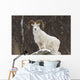 Bighorn Sheep standing on a snowy rock at the edge of a forest Wall Mural