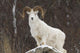 Bighorn Sheep standing on a snowy rock at the edge of a forest Wall Mural