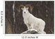 Bighorn Sheep standing on a snowy rock at the edge of a forest Wall Mural