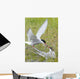 Adult Arctic Tern feeds insect to another Arctic Tern, Alaska Wall Mural