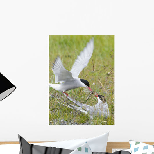 Adult Arctic Tern feeds insect to another Arctic Tern, Alaska Wall Mural