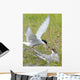 Adult Arctic Tern feeds insect to another Arctic Tern, Alaska Wall Mural