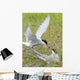 Adult Arctic Tern feeds insect to another Arctic Tern, Alaska Wall Mural