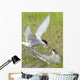 Adult Arctic Tern feeds insect to another Arctic Tern, Alaska Wall Mural