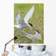 Adult Arctic Tern feeds insect to another Arctic Tern, Alaska Wall Mural