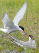 Adult Arctic Tern feeds insect to another Arctic Tern, Alaska Wall Mural