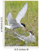 Adult Arctic Tern feeds insect to another Arctic Tern, Alaska Wall Mural