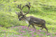 Adult male Caribou on hillside with wildflowers in the foreground Wall Mural