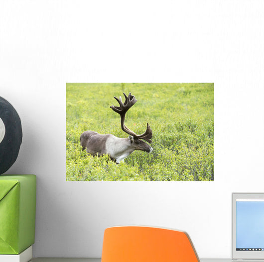 Adult male Caribou foraging amongst willow brush, Alaska Wall Mural