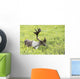 Adult male Caribou foraging amongst willow brush, Alaska Wall Mural