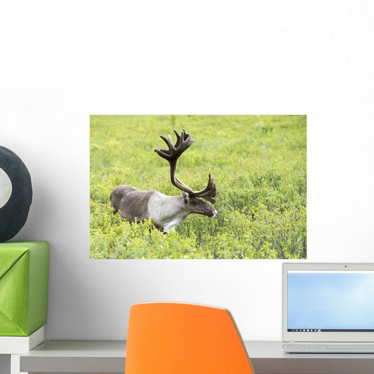 Adult male Caribou foraging amongst willow brush, Alaska Wall Mural