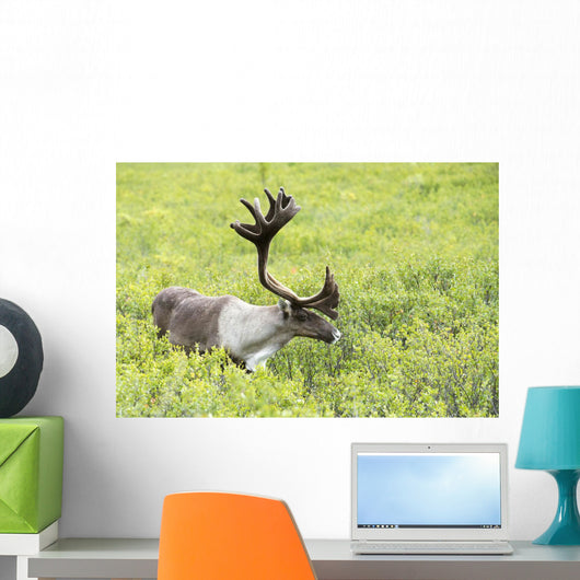 Adult male Caribou foraging amongst willow brush, Alaska Wall Mural