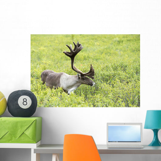 Adult male Caribou foraging amongst willow brush, Alaska Wall Mural
