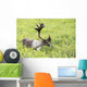 Adult male Caribou foraging amongst willow brush, Alaska Wall Mural
