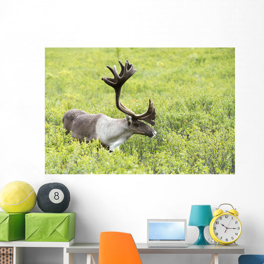 Adult male Caribou foraging amongst willow brush, Alaska Wall Mural