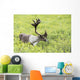 Adult male Caribou foraging amongst willow brush, Alaska Wall Mural