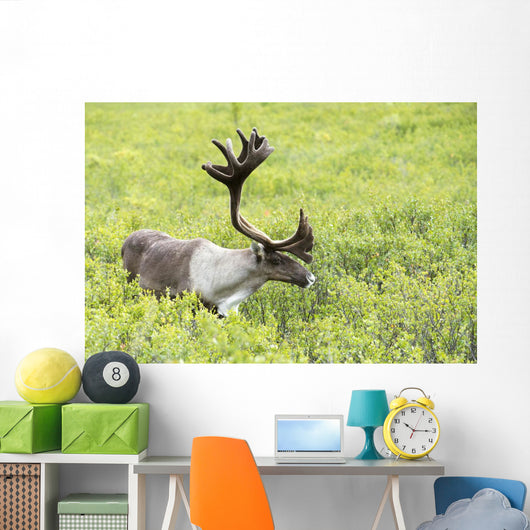 Adult male Caribou foraging amongst willow brush, Alaska Wall Mural