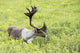 Adult male Caribou foraging amongst willow brush, Alaska Wall Mural