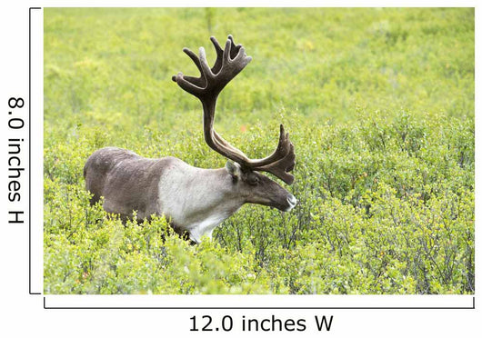 Adult male Caribou foraging amongst willow brush, Alaska Wall Mural