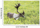 Adult male Caribou foraging amongst willow brush, Alaska Wall Mural