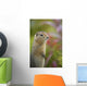 Arctic Ground Squirrel, Alaska Wall Mural
