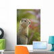 Arctic Ground Squirrel, Alaska Wall Mural