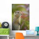 Arctic Ground Squirrel, Alaska Wall Mural