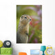 Arctic Ground Squirrel, Alaska Wall Mural