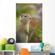 Arctic Ground Squirrel, Alaska Wall Mural