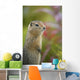 Arctic Ground Squirrel, Alaska Wall Mural