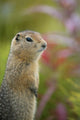 Arctic Ground Squirrel, Alaska Wall Mural