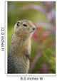 Arctic Ground Squirrel, Alaska Wall Mural
