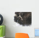 A pair of captive muskox cows stand Wall Mural
